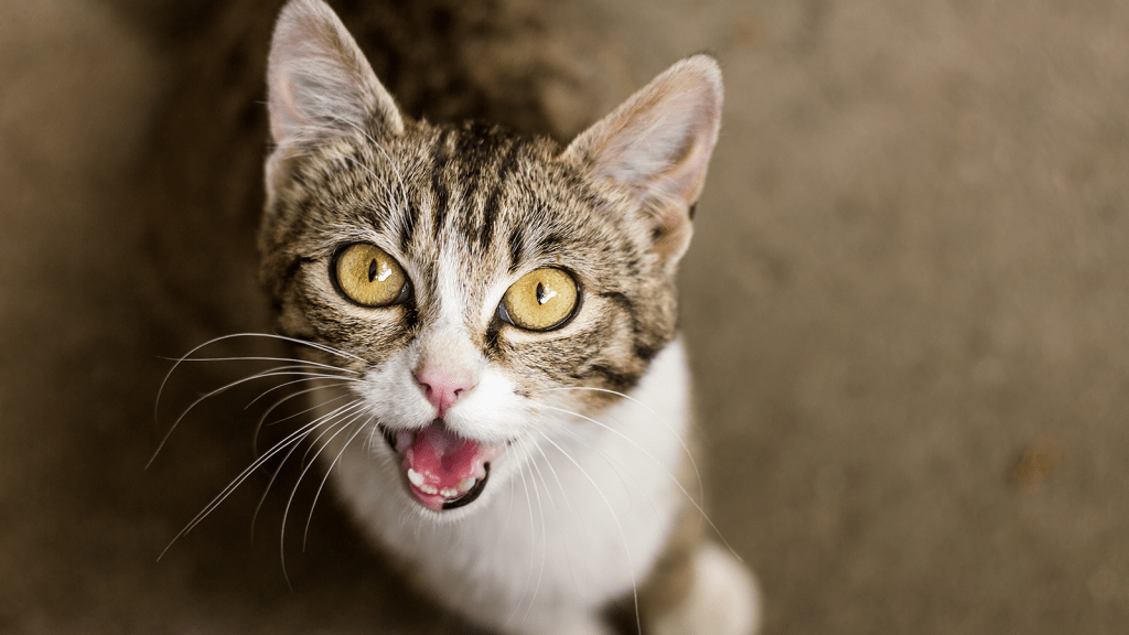 cat meow sounds cat meow sounds