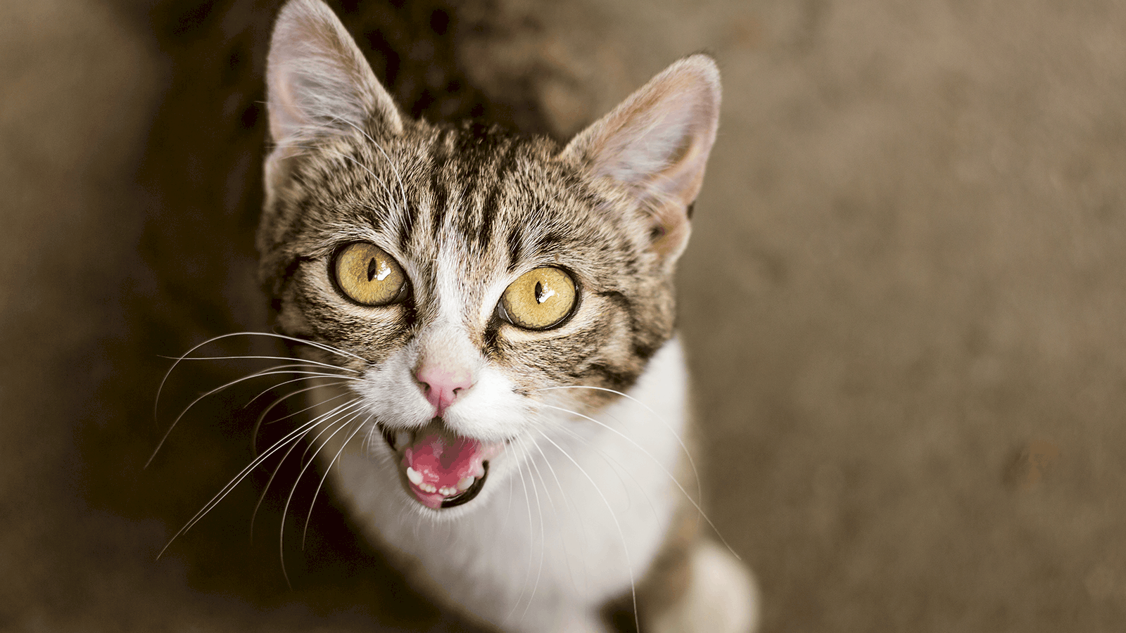 Включи звуки котиков. Мяуканье кошки. Кот мяукает. Мяуканье котят. Котики звуки мяукают.